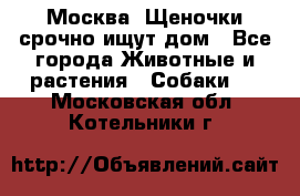 Москва! Щеночки срочно ищут дом - Все города Животные и растения » Собаки   . Московская обл.,Котельники г.